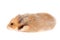 Cute funny Syrian fluffy hamster lies and sleeps