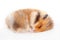 Cute funny Syrian fluffy hamster lies and sleeps