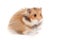 Cute funny Syrian hamster. isolated, white background