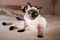 Cute funny Thai siamese cat home