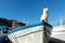 Cute funny white street skipper cat enjoy warm summer sun light sitting on vintage wooden sailing boat at village marina