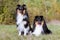 Cute, fur black sable and white shetland sheepdog, tricolor sheltie male and female sitting