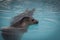 Cute fur seal swims in the turquoise pool water