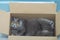 Cute furry animal in the shelter. A domestic grey cat rests in a cardboard box