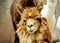 Cute furry brown alpaca portrait