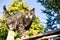 Cute furry cat walks over fence in the blue sky in springtime with green trees on the background