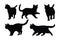 Cute furry feline on a white background silhouette set vector. Domestic home cat walking in different positions silhouette bundle