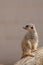 Cute furry meerkat. Nature wildlfie image with copy space.