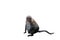 A cute furry monkey sits. Pregnant monkey. The nipples of the monkey. Animals of Southeast Asia. White background. Isolated