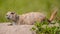 Cute furry prairie dog on the lookout to communicate with community outside a ground hole - portrait taken on a summer day in Badl