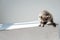 Cute furry raccoon with funny muzzle on grey background.