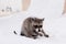 Cute furry raccoon sitting on white bedding in bedroom.