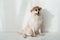 cute furry samoyed dog in straw hat and sunglasses sitting