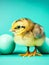 Cute fuzzy baby chick with Easter eggs greeting card