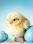 Cute fuzzy baby chick with Easter eggs greeting card