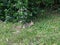 Cute, fuzzy bunny in the woods on a sunny day