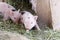 Cute and fuzzy one week old baby piglets