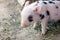 Cute and fuzzy one week old baby piglets