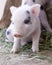 Cute and fuzzy one week old baby piglets