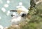 A cute Gannet chick, Morus bassanus, sitting on its nest on a ledge on a cliff in Yorkshire, UK. The parent bird can be seen sitti