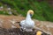 Cute gannet family in nest, New Zealand