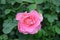 Cute garden rose in pink