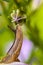 Cute garden snail close up sniffing a flower bud