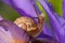 Cute garden snail on purple flower
