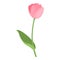 Cute garden tulip flower icon, cartoon style