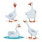 Cute geese in different poses. Cartoon flat style farm animals  birds collection. Walking, standing, swimming goose. Vector illust