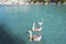 Cute geese welcoming tourists in Sazak Cove, where boat tours departing from Adrasan stop. Antalya-Turkey