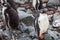 Cute Gentoo penguin chick on a rock in Antarctica