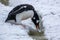 Cute gentoo penguin drinks water in Antarctica