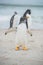 Cute Gentoo Penguin on sandy beach