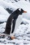 Cute gentoo penguin on the snow in Antarctica