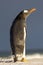 Cute Gentoo Penguin with wings by side