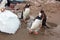 Cute gentoo penguins near the ocean water in Antarctica