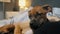 Cute German boxer puppy falls asleep in the arms her female owner in bedroom