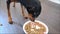 Cute German miniature pinscher dog eating dry dog food from her dish on the kitchen floor