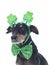 Cute German Pinscher Dressed for St. Patrick`s Day