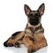Cute german shepard with pink bowtie lying with eyes closed