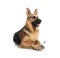 Cute German shepherd dog with toothbrush