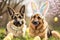 Cute German shepherd dogs in an Easter Bunny Ears Costume.