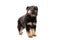 Cute German Shepherd puppy barks