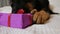 A cute German shepherd puppy is lying on a white bed and is playing funny with a box of pink gift, trying to unleash a