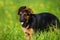 Cute german shepherd puppy standing in a flower meadow