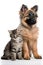 Cute German Shepherd puppy with tabby kitten over white background.