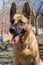 Cute german shepherd sheepdog with big tongue and ears sitting in beautiful pose. Brown sheepdog in park.