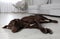 Cute German Shorthaired Pointer dog resting on warm floor. Heating system