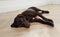 Cute German Shorthaired Pointer dog resting on warm floor. Heating system